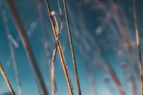 Free Detailed view of frost-covered grass stalks against a bright blue sky, capturing winter's beauty. Stock Photo