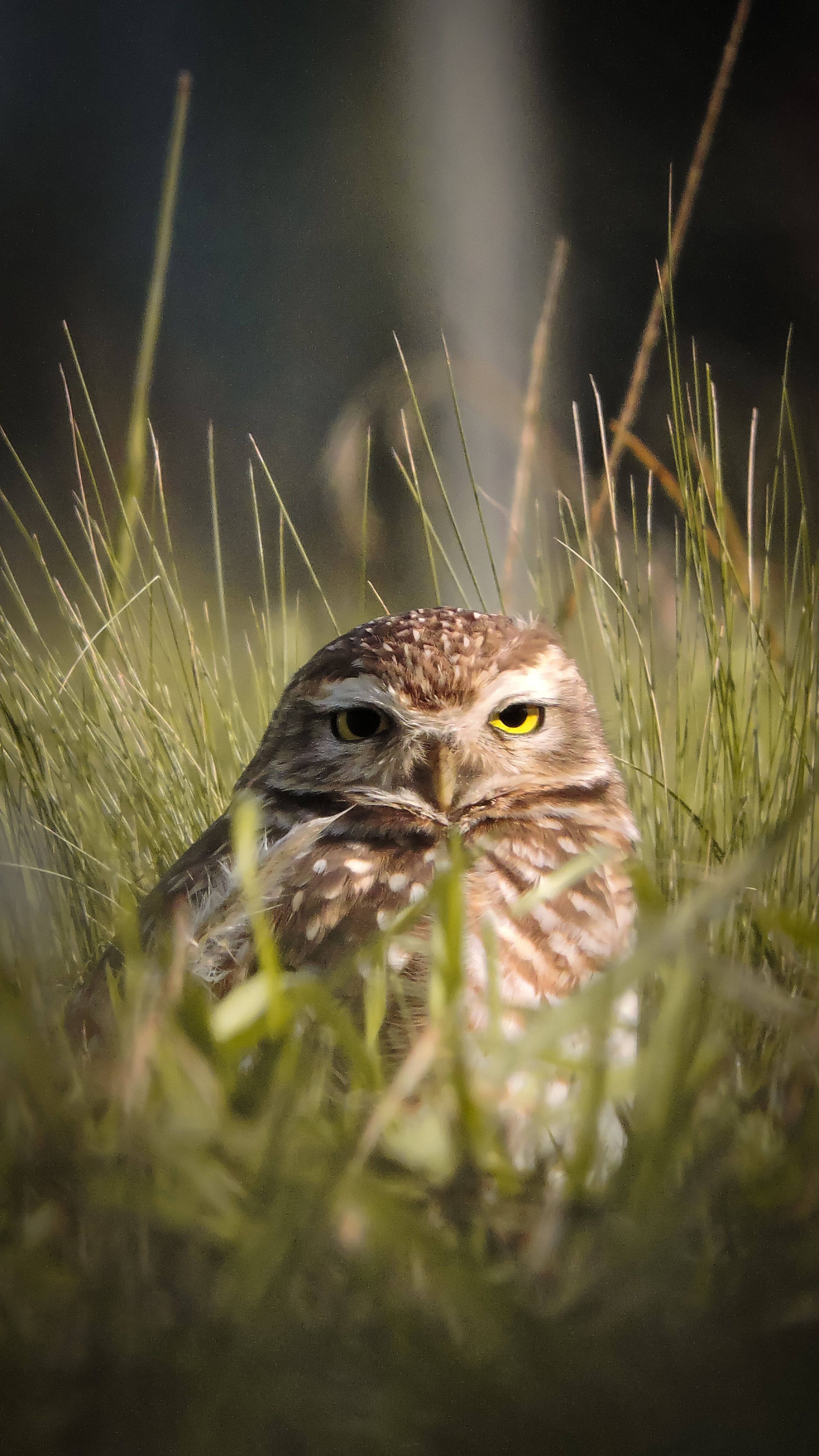 Close-up of a Burrowing Owl in the grass in Lobos, Argentina.