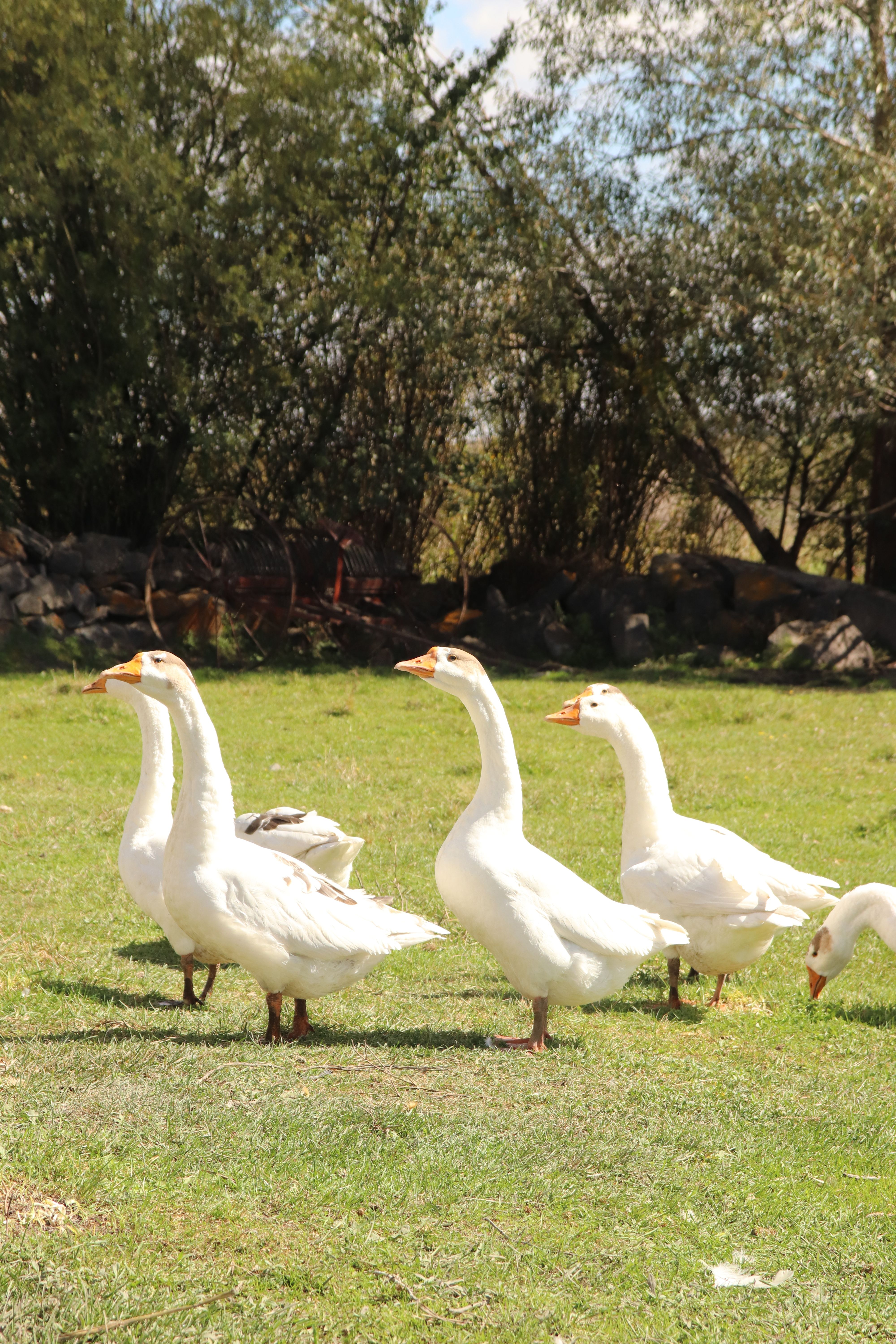 Flock of Geese Grazing in Sunny Meadow · Free Stock Photo