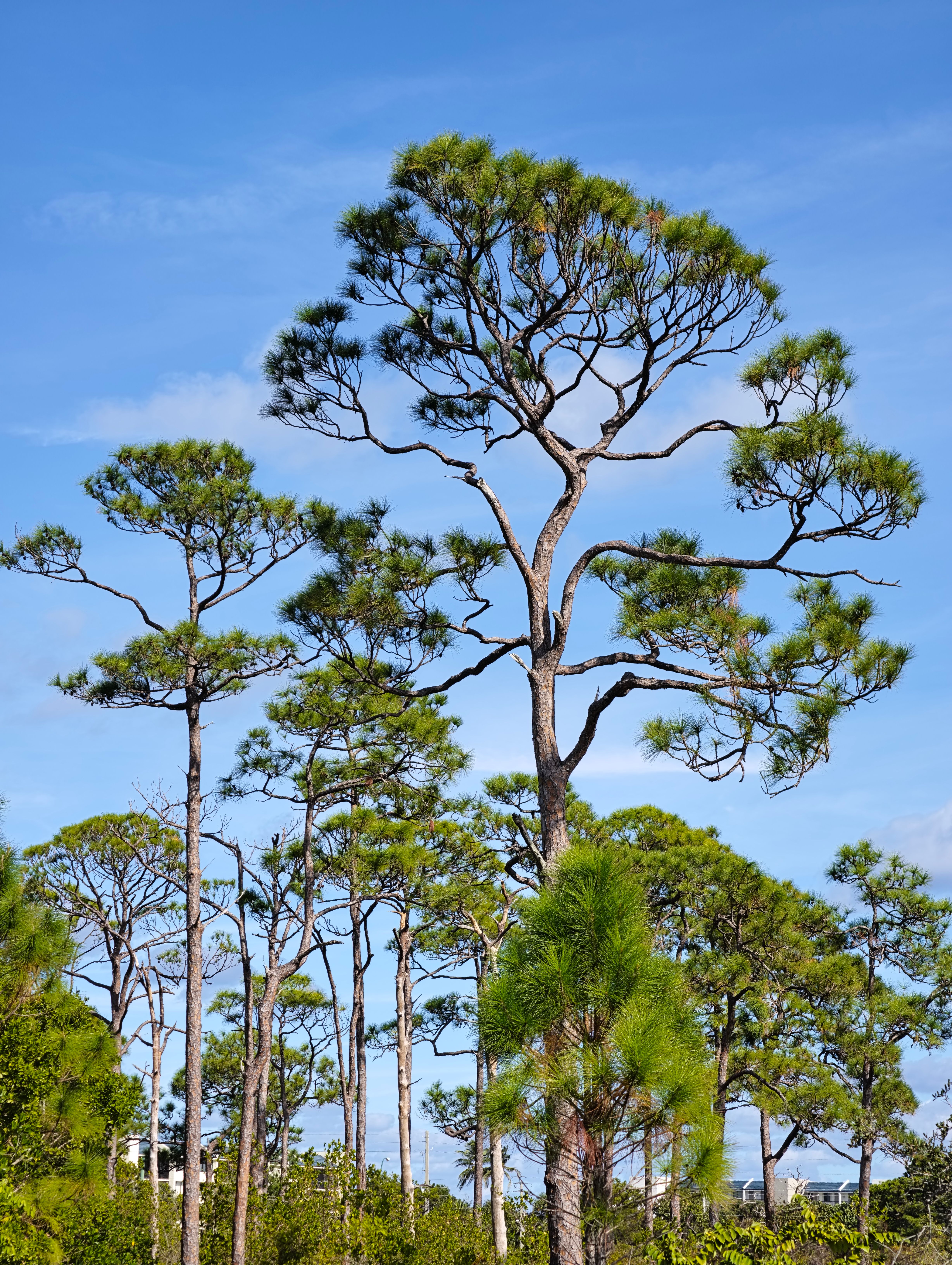 Tall Pine Trees Against Clear Blue Sky · Free Stock Photo