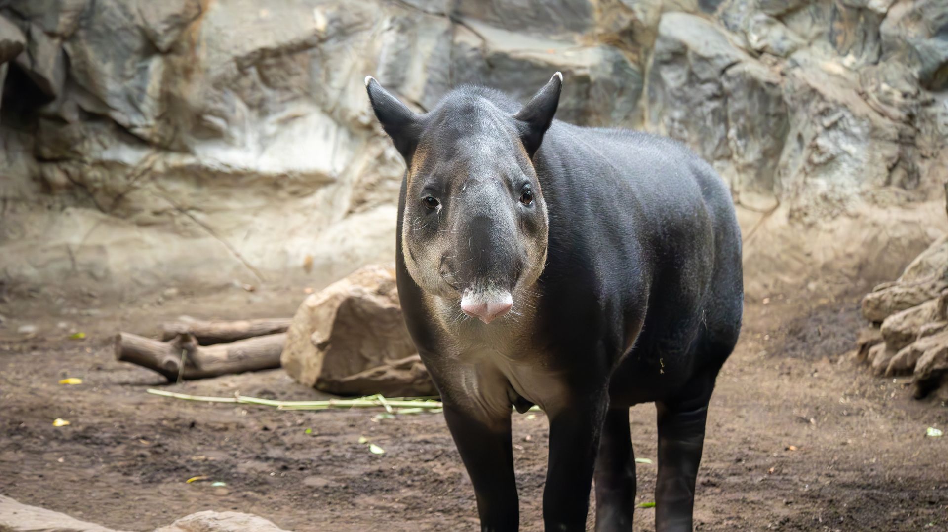 A Malayan Tapir standing in its natural zoo habitat in Boston, Massachusetts.