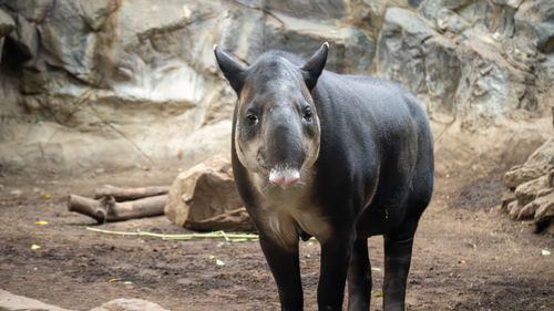 Free A Malayan Tapir standing in its natural zoo habitat in Boston, Massachusetts. Stock Photo