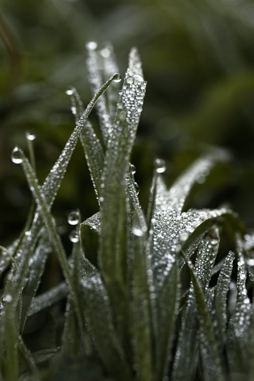 Foto d'estoc gratuïta de fulles d'herba, gotes de pluja, herba