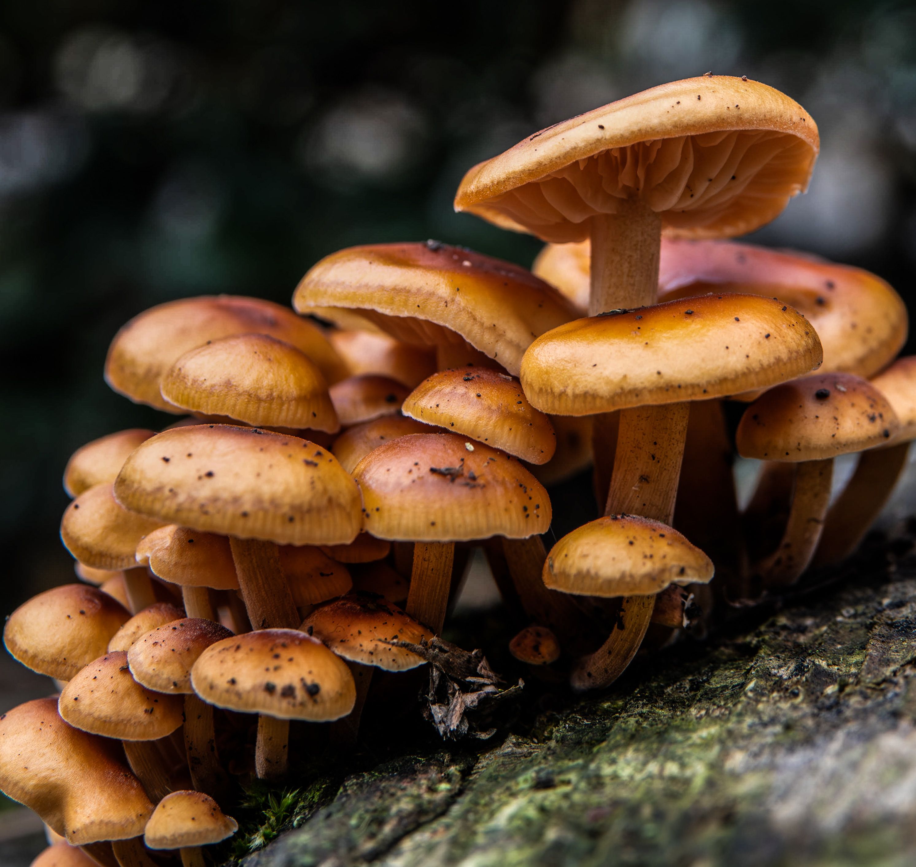 Les 7 Champignons Médicinaux Oubliés qui Réveillent votre Immunité et Libèrent une Énergie Vitale In