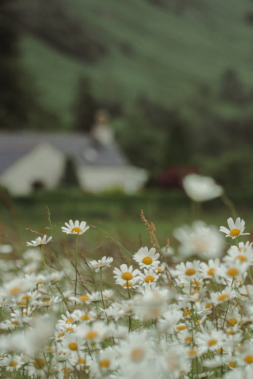 Fotobanka s bezplatnými fotkami na tému biele kvety, biele sedmokrásky, flóra