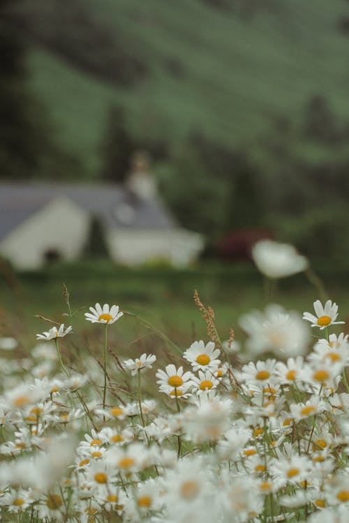 Close-up Photo of White Flowers