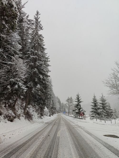 Free Tranquil winter scene of a snowy road flanked by tall, snow-covered pine trees in a forest. Stock Photo