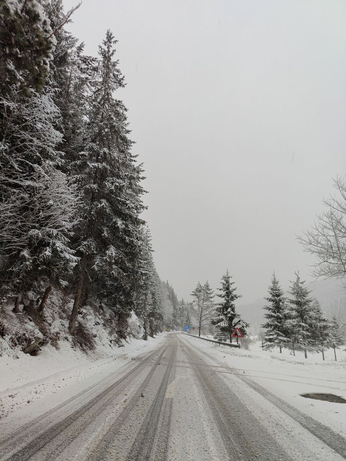 Snowy Winter Road Surrounded by Pine Trees · Free Stock Photo