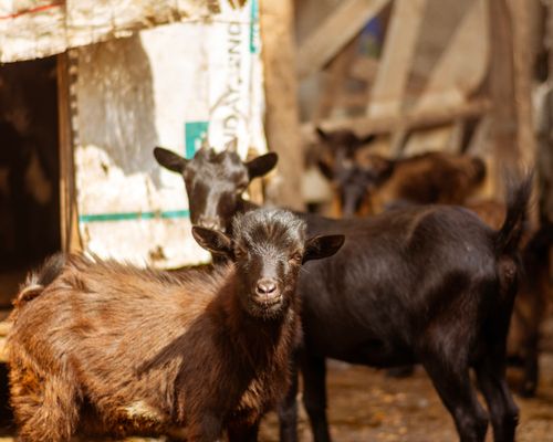 Free Close-up of black goats in a rustic, sunny outdoor barn setting. Stock Photo