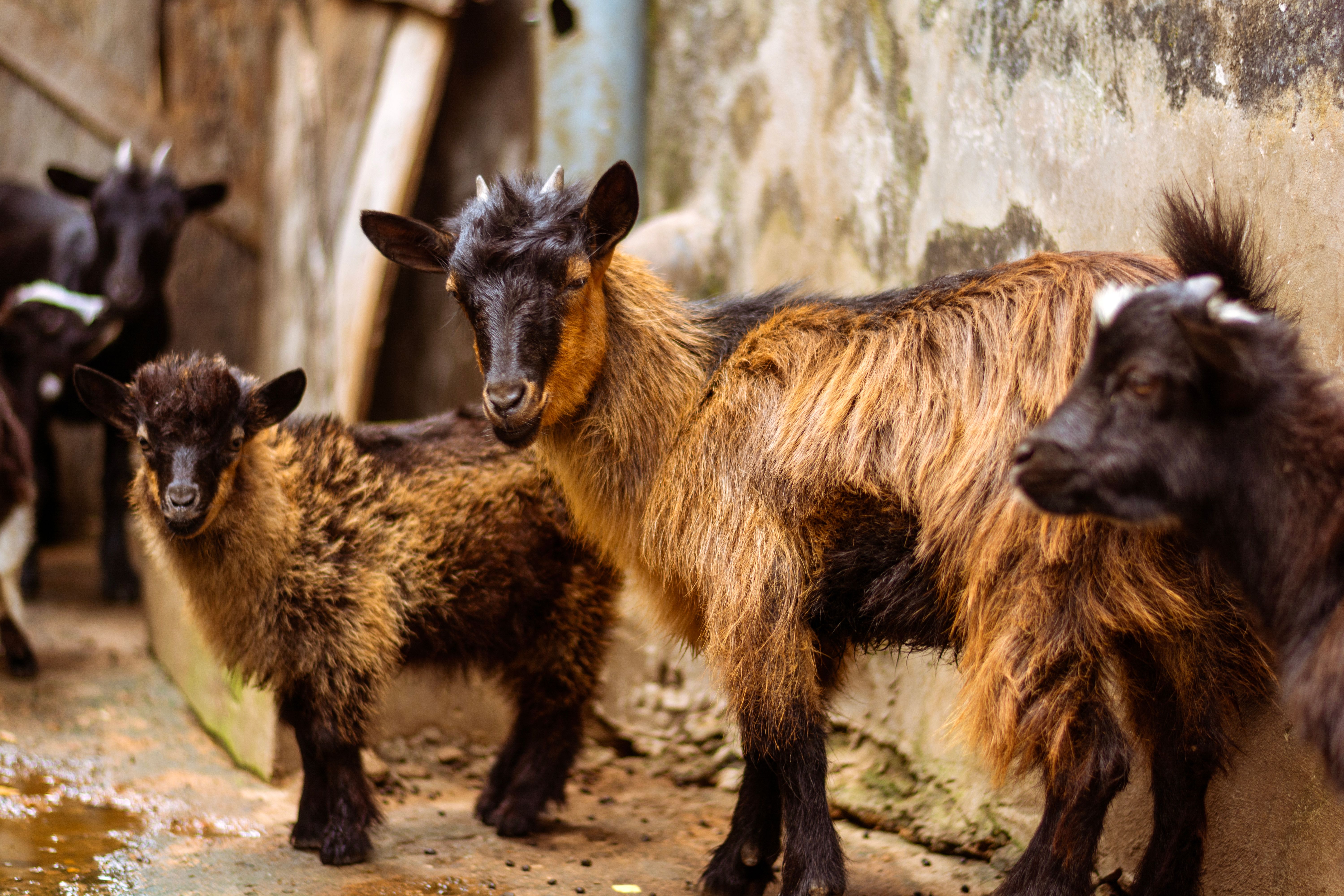 Portrait of a goat at a veterinary clinic