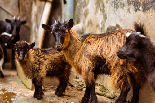 Free Close-up view of goats standing together, highlighting their fur and natural habitat. Stock Photo
