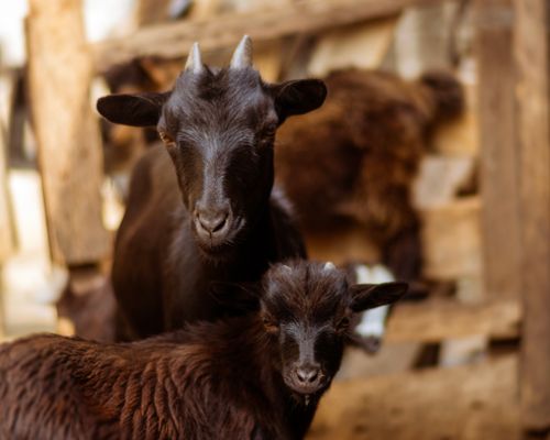 Free Close-up of two black goats, mother and kid, in a warm barn setting, captured in natural light. Stock Photo