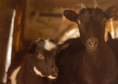Free Intimate close-up of two African goats inside a barn, showcasing natural beauty. Stock Photo