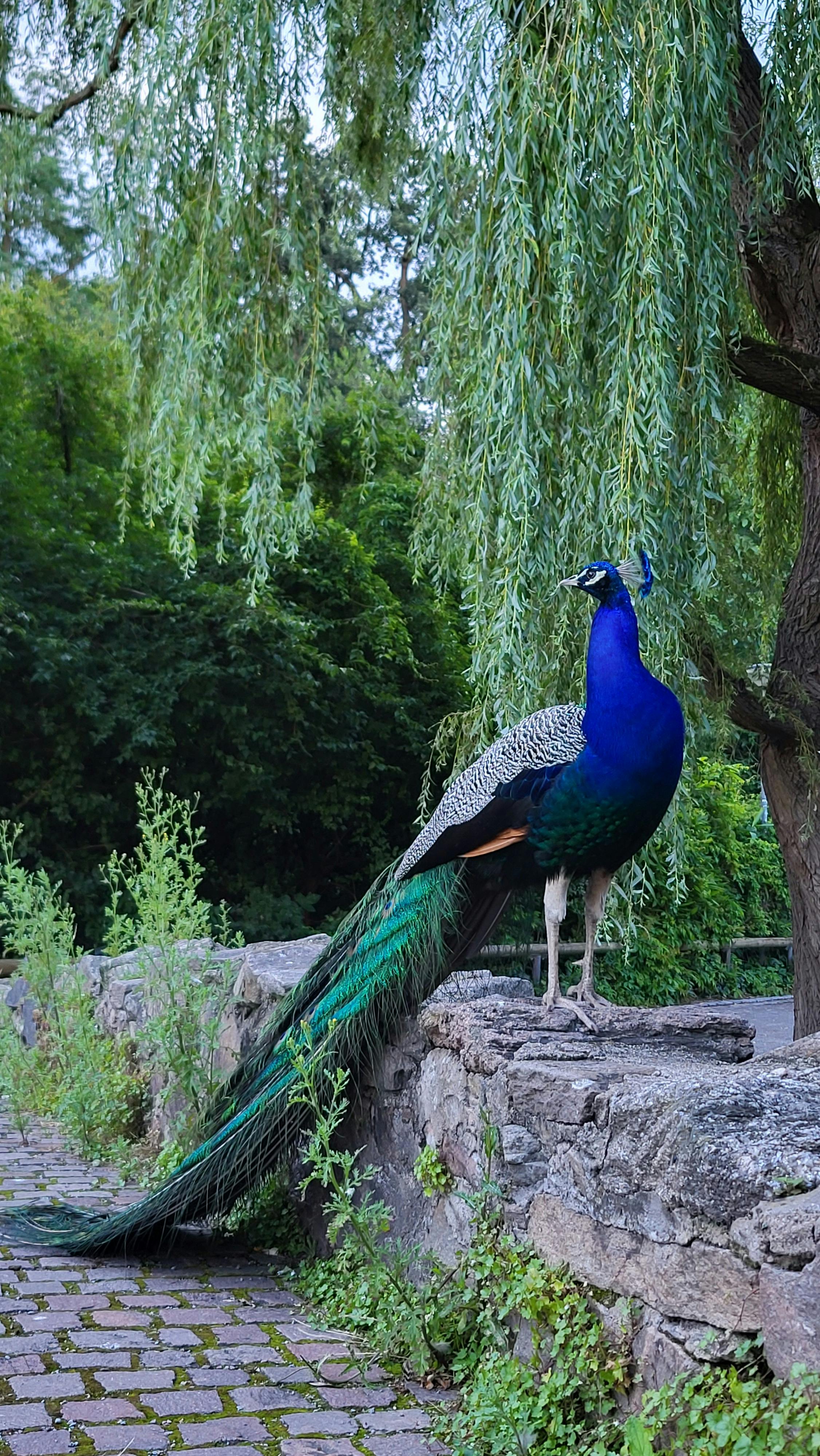 vibrant peacock in aschaffenburg park