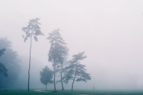 Trees Partially covered by Fogg