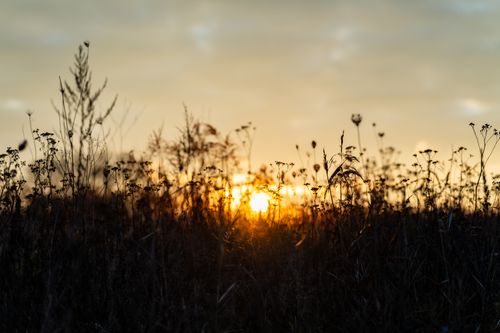Free Captivating sunset over wild meadow in Brzegi, Poland, highlighting silhouetted plants. Stock Photo
