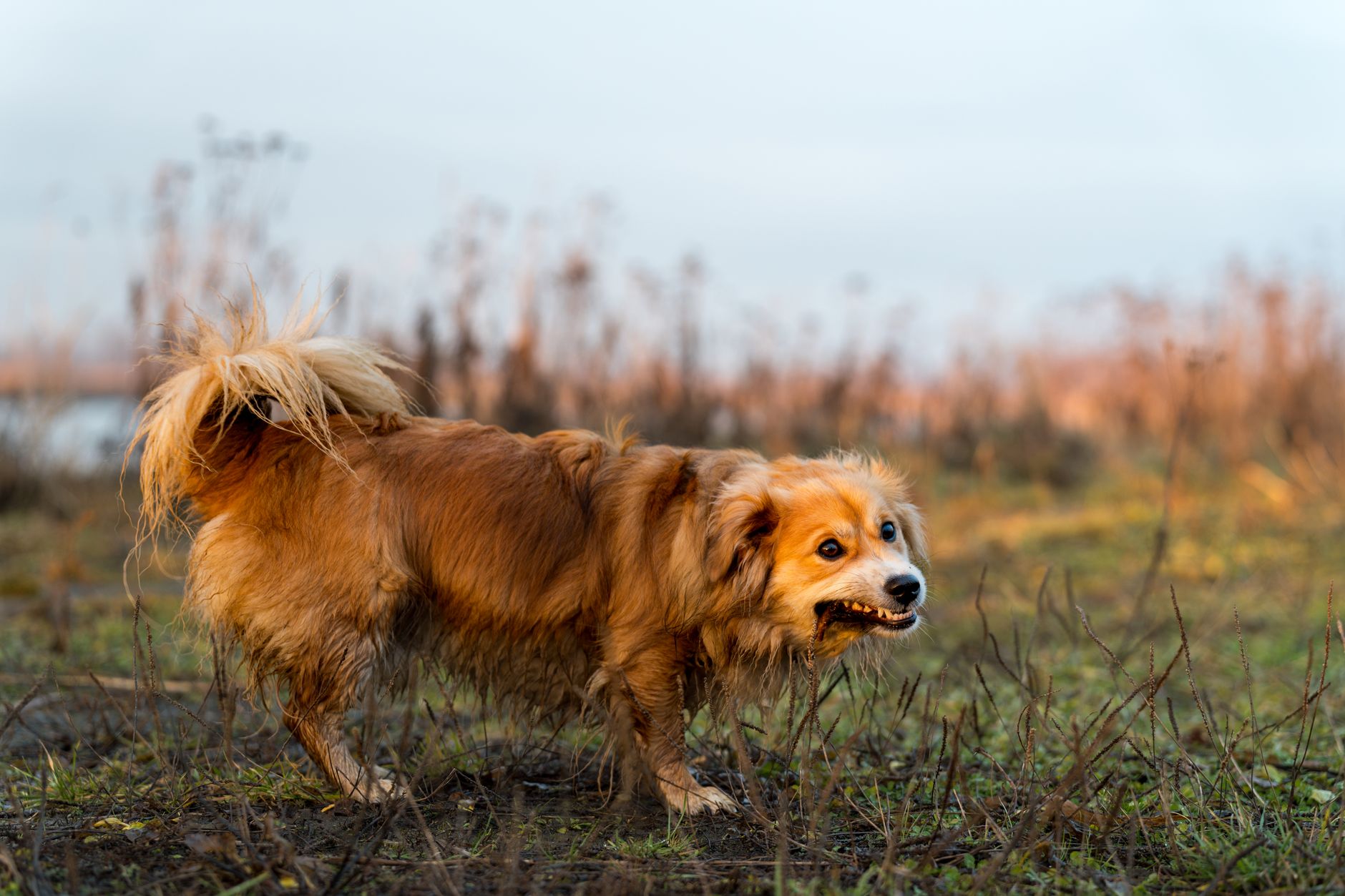 Understanding Dog Language What happens when a dog is mad at you? - The Institute for ...