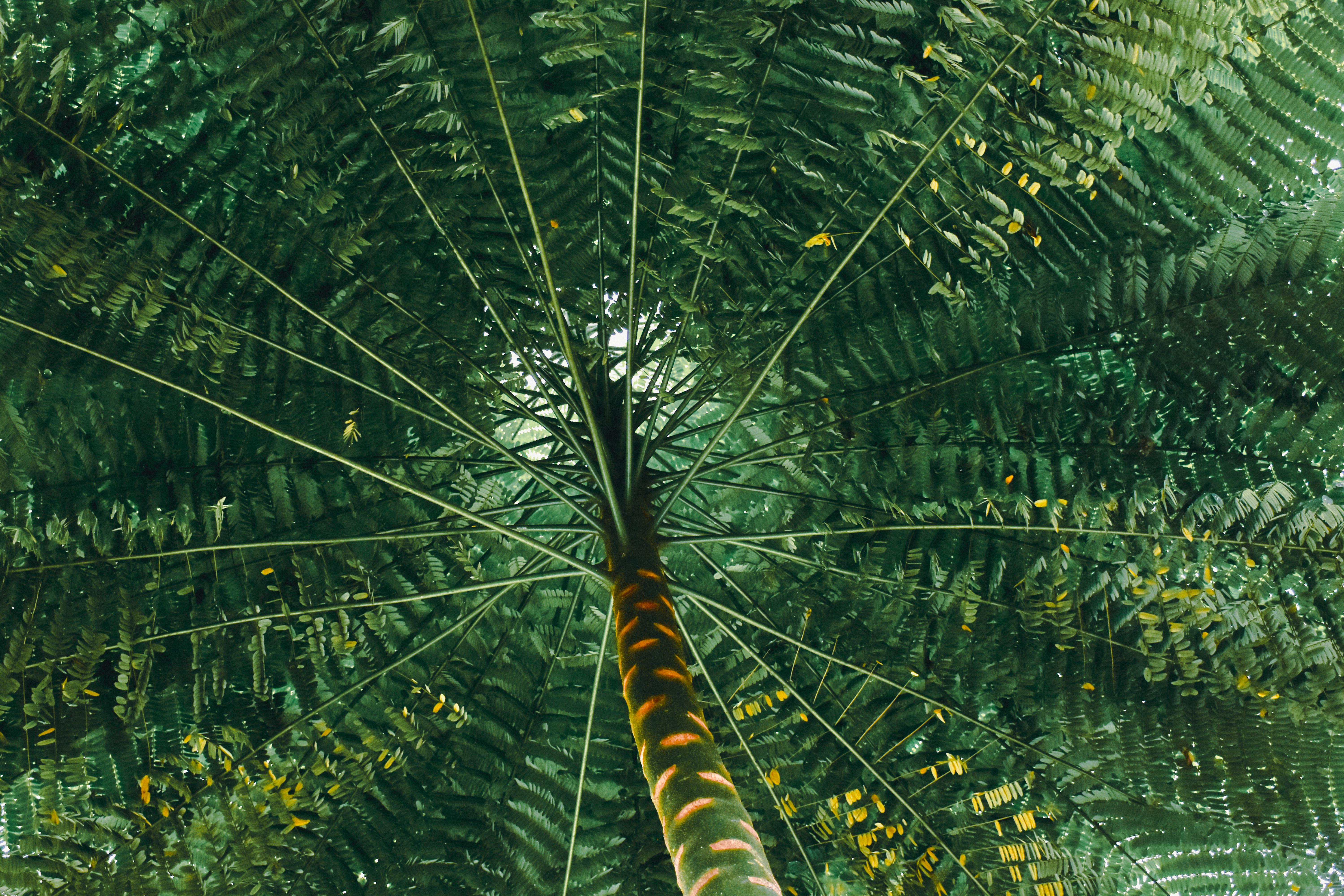 radiant palm tree canopy view from below