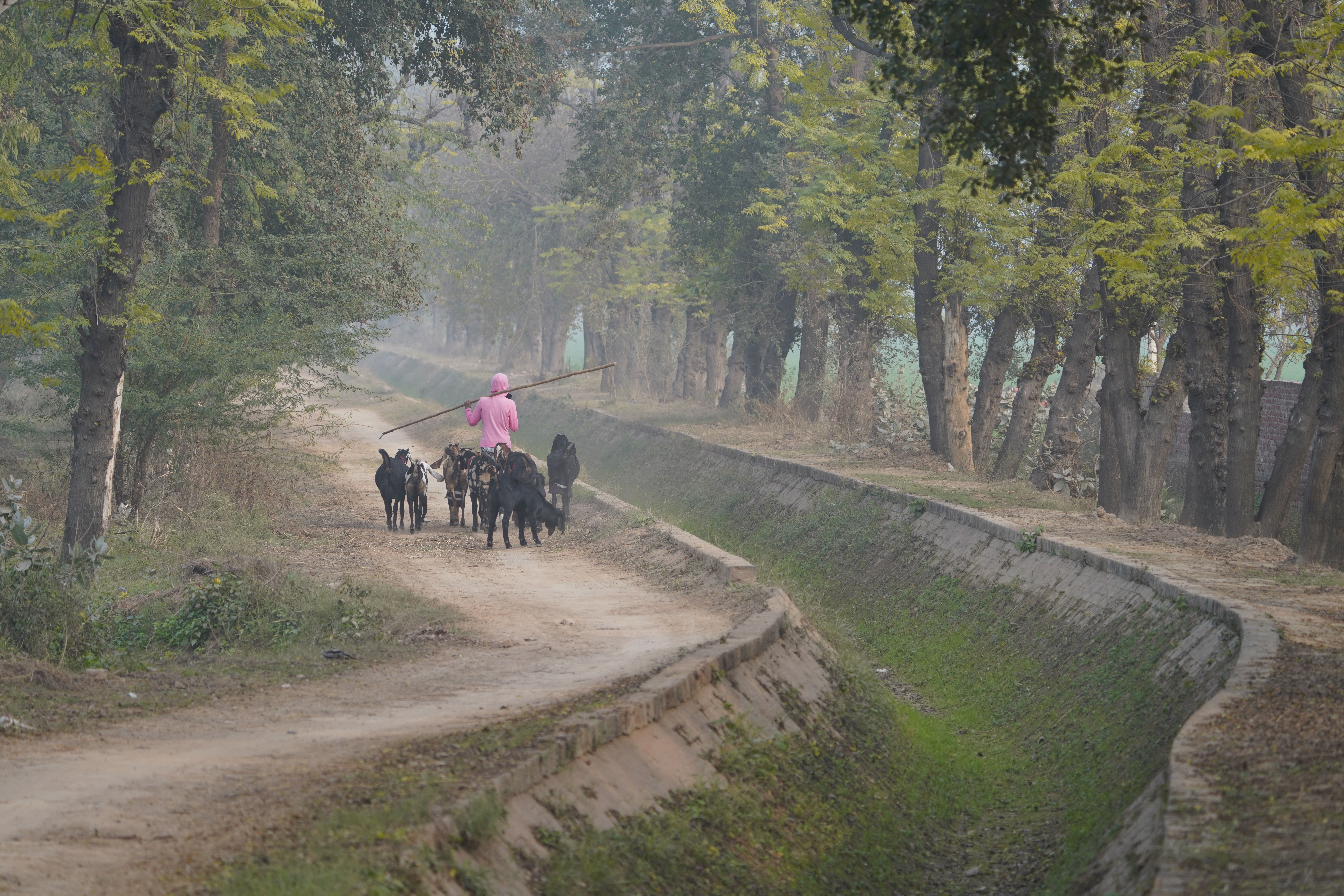 A scenic rural pathway with a herder guiding goats under lush green trees.