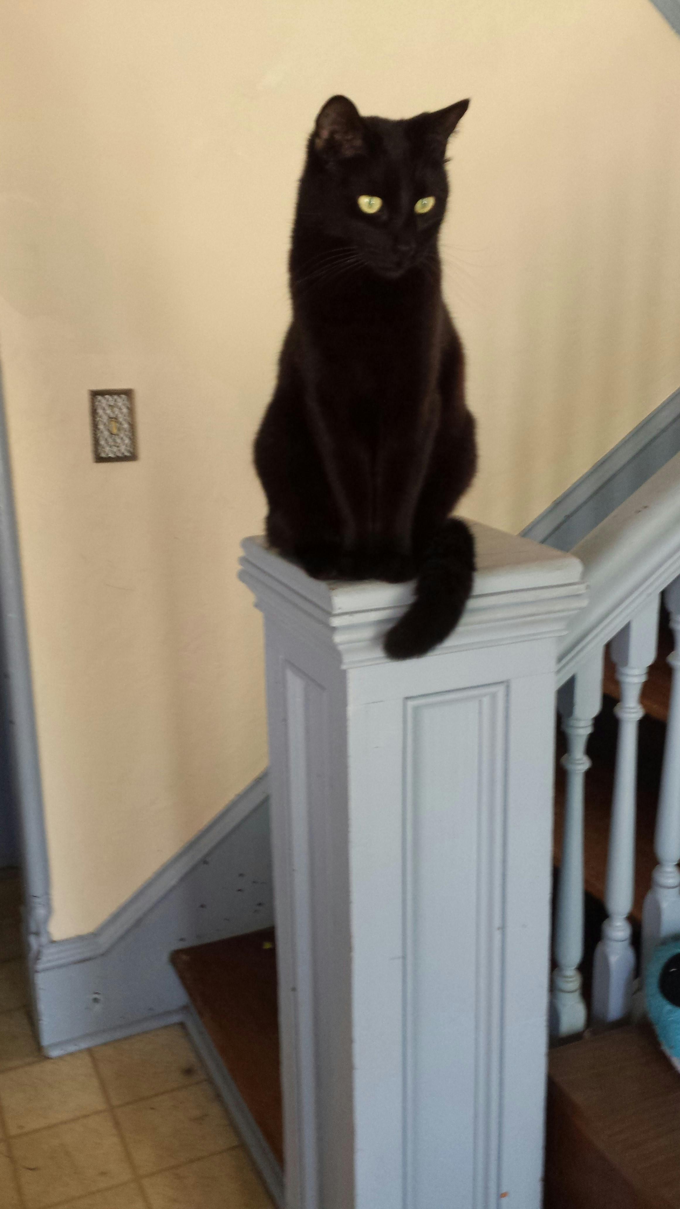 Kostenloses Foto Zum Thema Black Cat Eingestellt Up