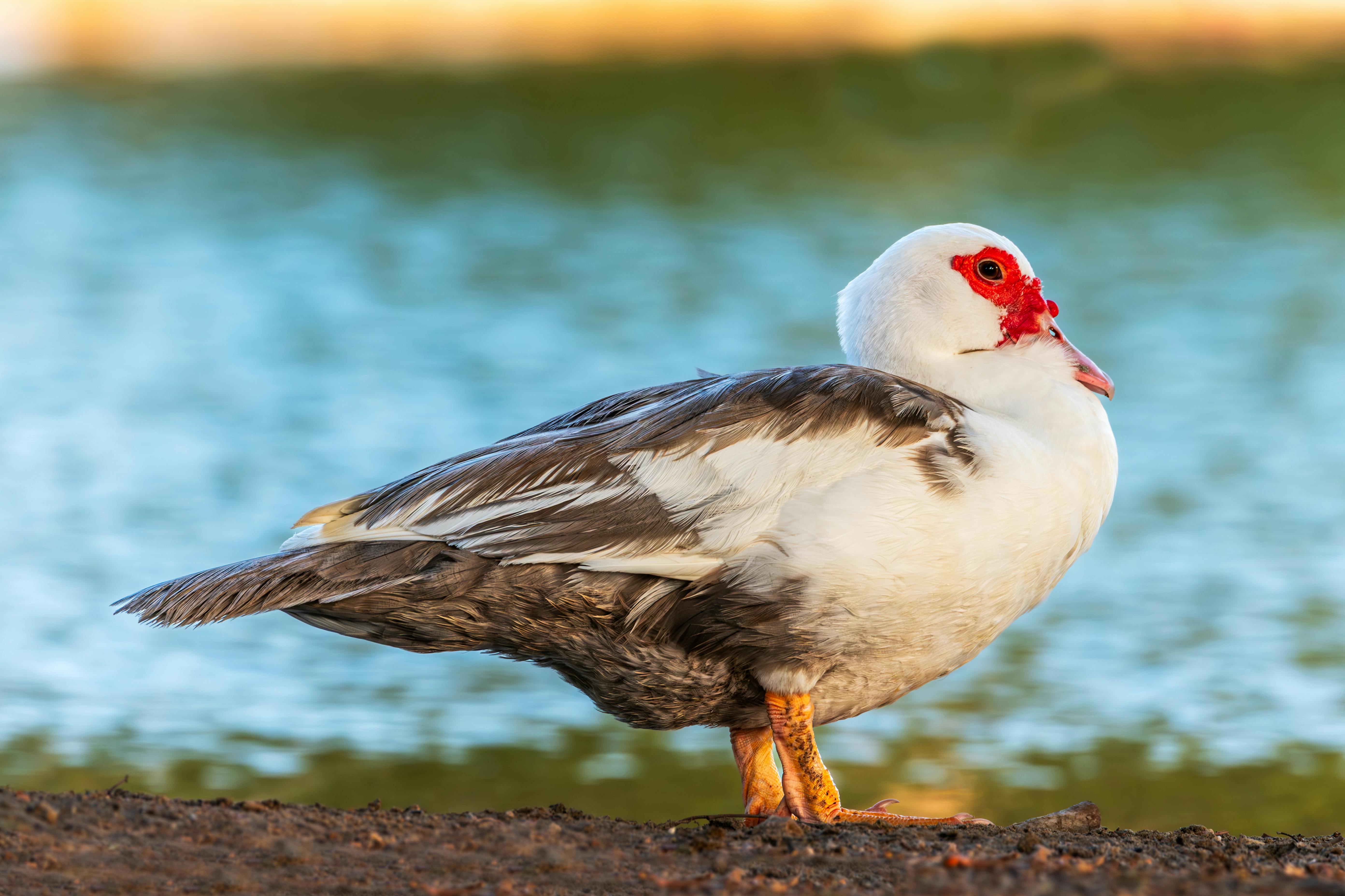 SEO For Pool cleaners | Pool cleaner SEO Services