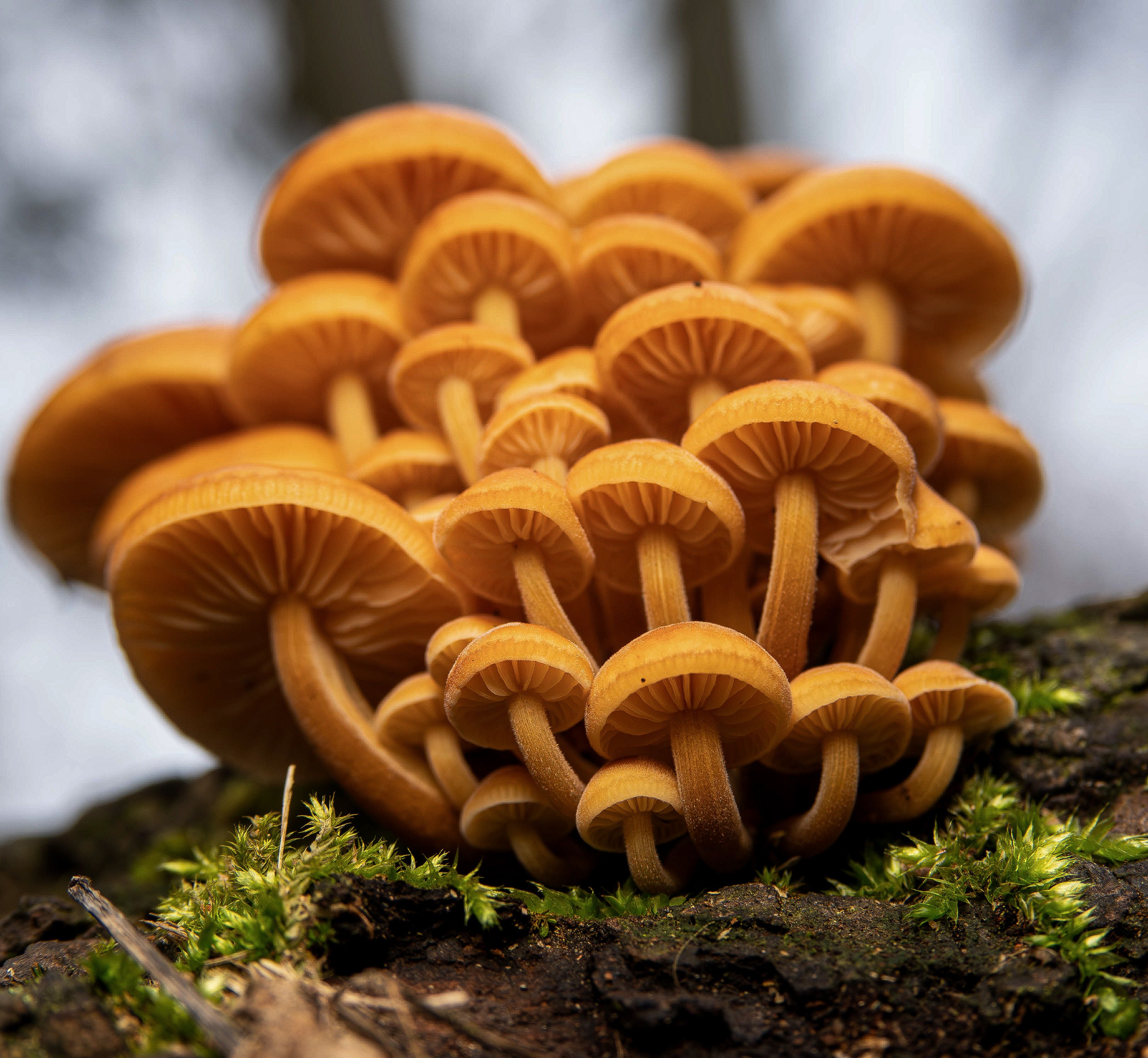 A cluster of golden mushrooms growing on a mossy log in nature.