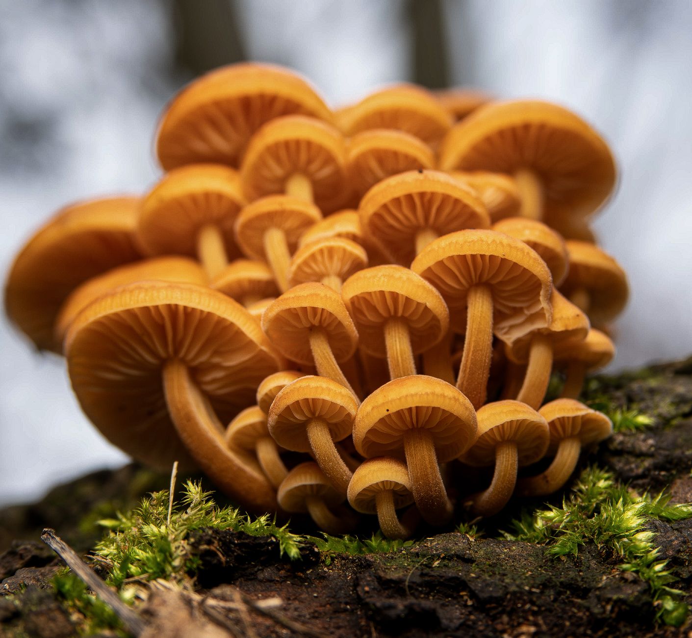 A cluster of golden mushrooms growing on a mossy log in nature.