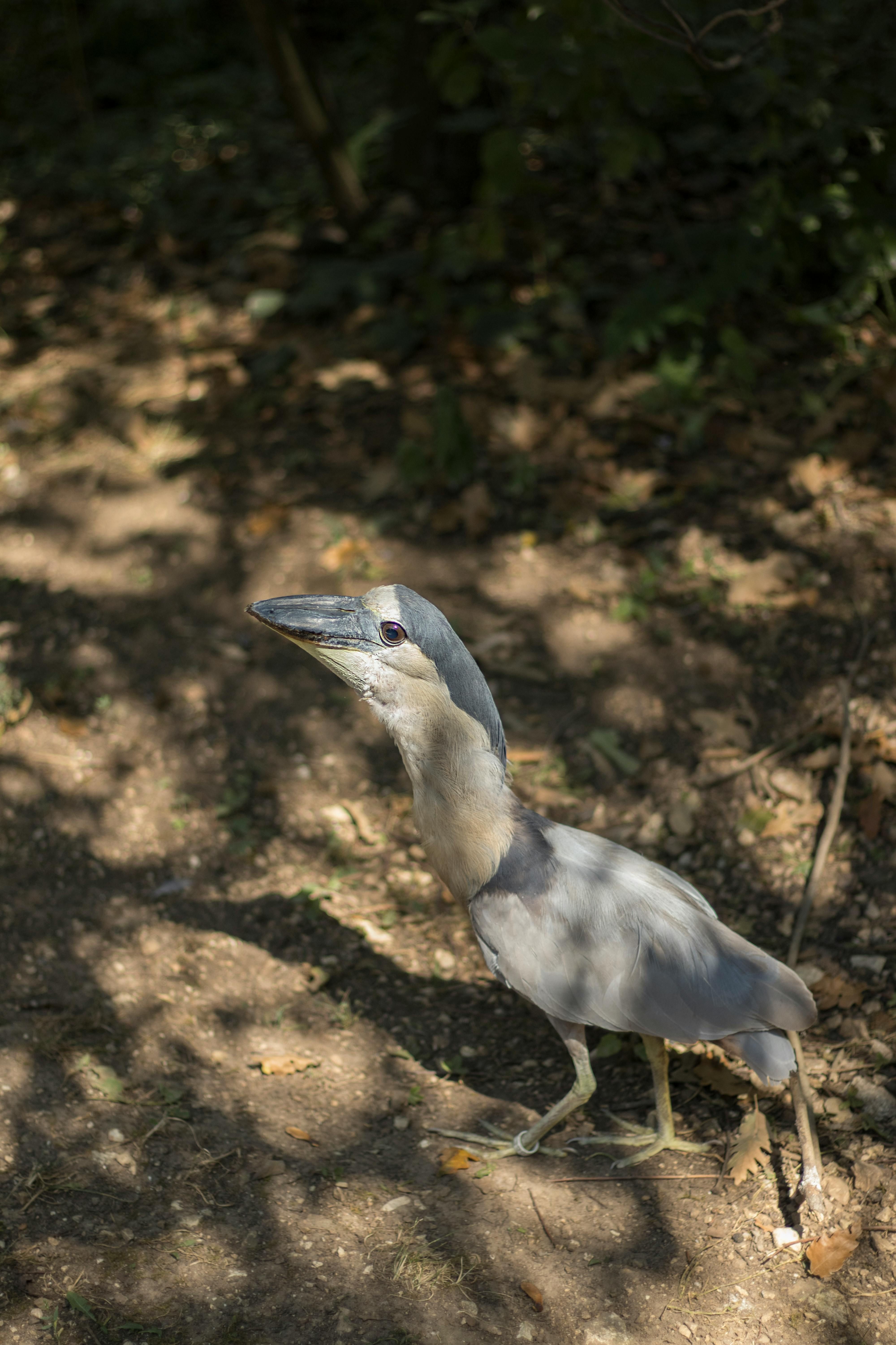 A boat-billed heron stands gracefully in a sunlit natural setting, showcasing its unique bill and plumage.