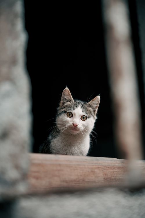 Free Adorable kitten looking curiously through a wooden window frame, capturing a playful moment. Stock Photo