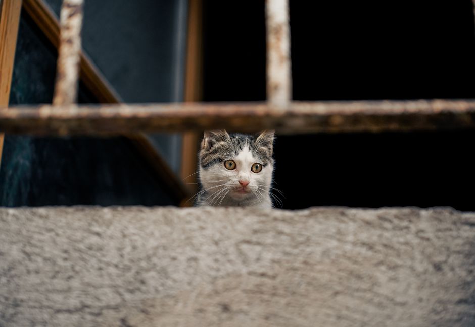 A young cat inquisitively peeks over a concrete ledge, featuring rusty bars in the background.