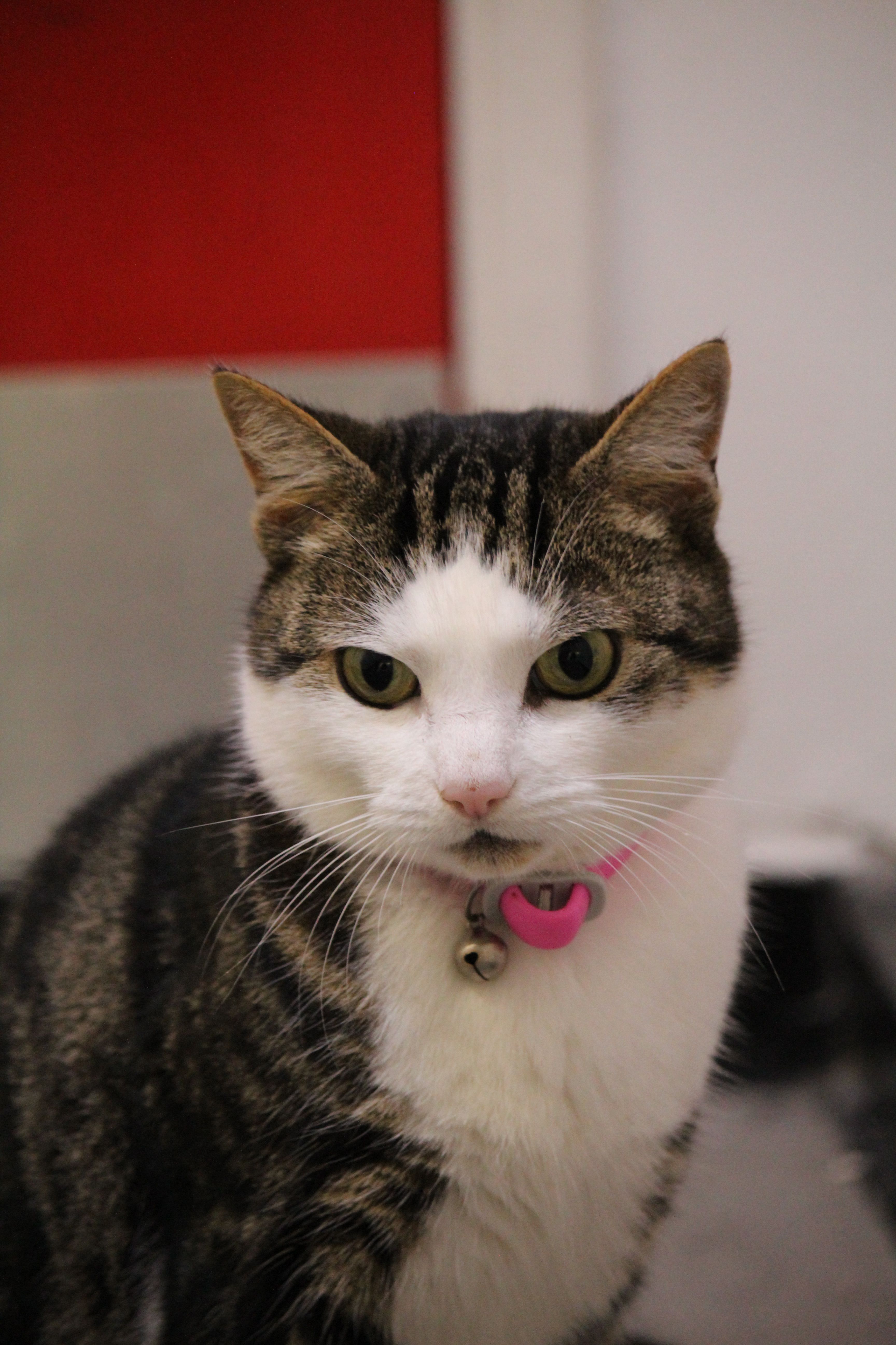 Close-up of a domestic cat wearing a pink collar, showcasing its cute expression indoors.