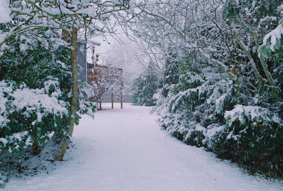 A tranquil snow-covered pathway through a winter garden with trees and a cozy house.