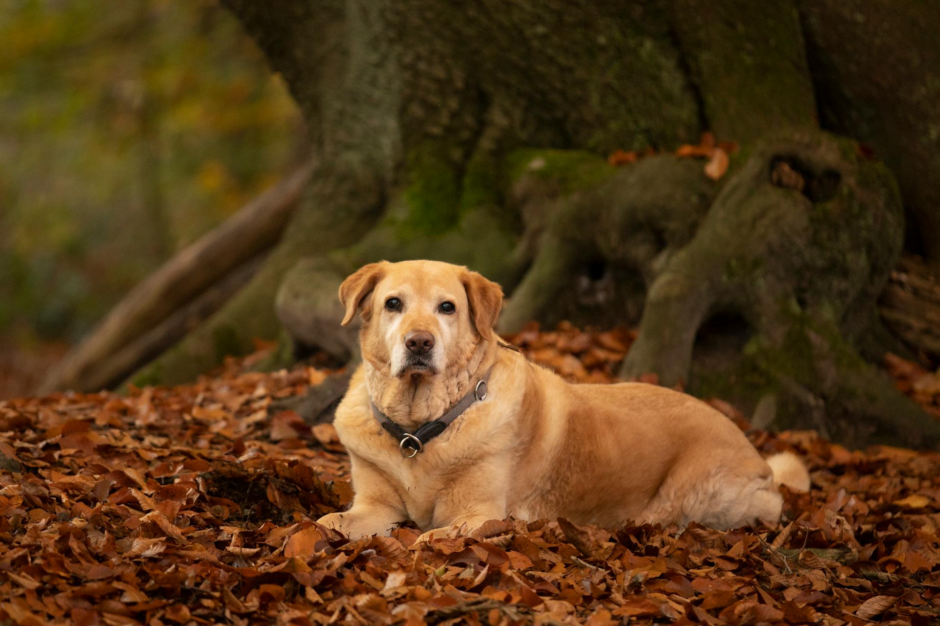 Golden Labrador Retriever ligger på höstlöv i en skog.