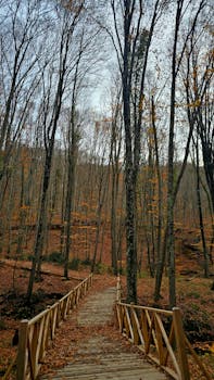 Tranquil wooden bridge path in a peaceful autumn forest with fallen leaves.