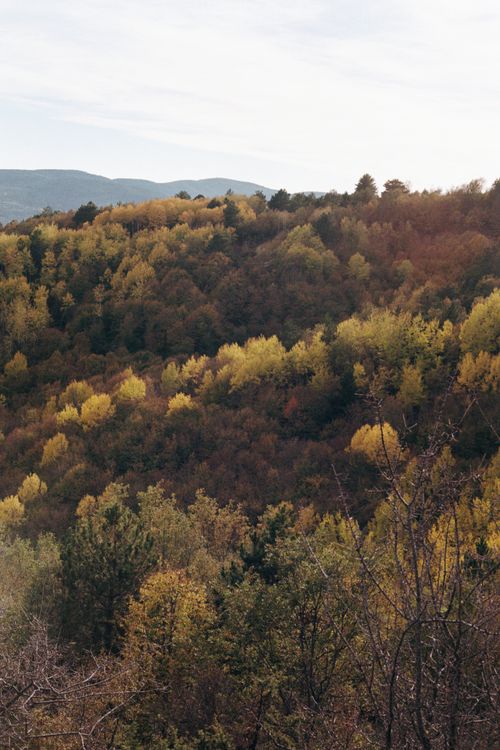 Free A stunning view of a forest in autumn, showcasing vibrant foliage under a serene sky. Stock Photo