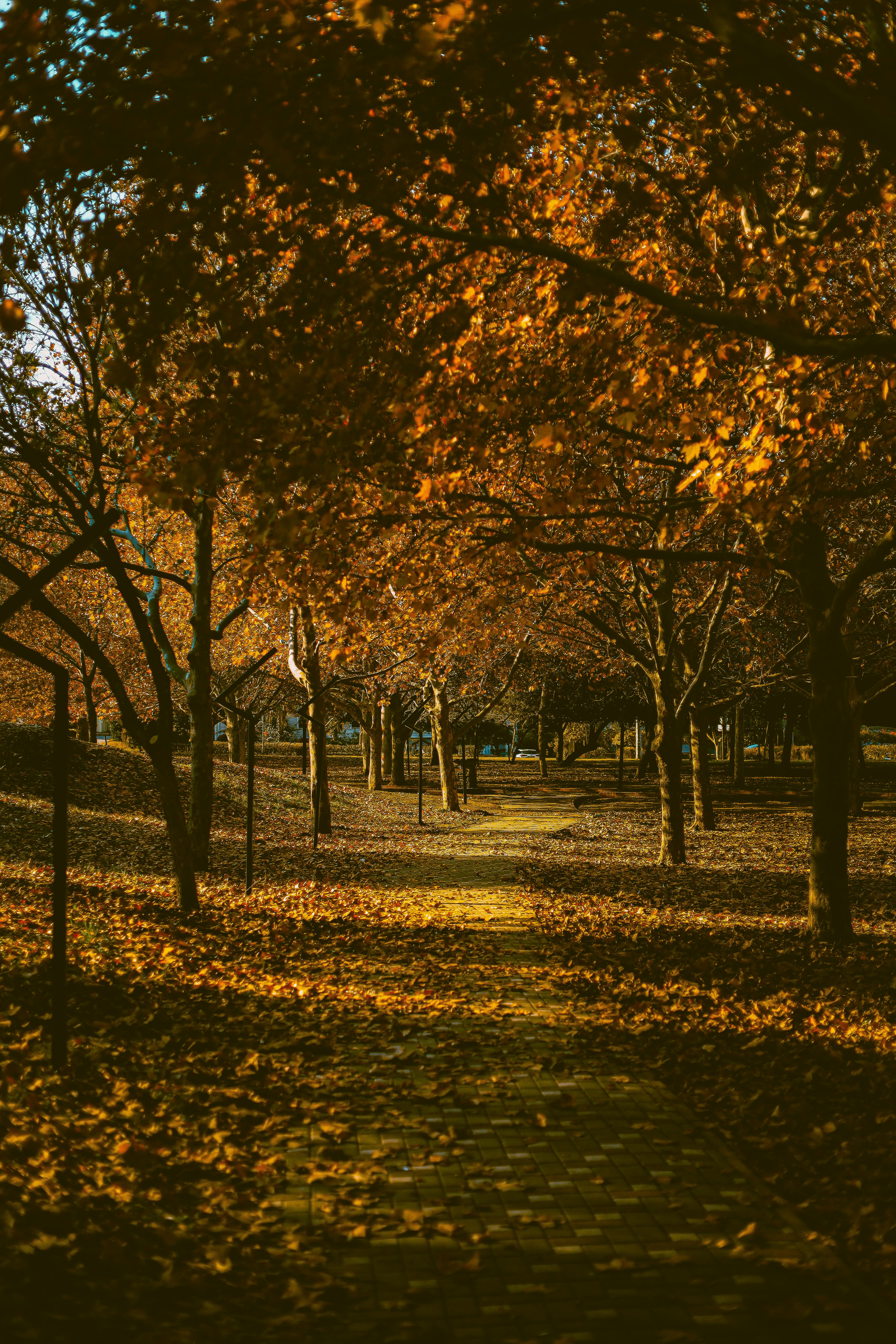 scenic autumn pathway in a leafy park