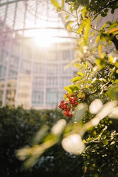 在宁静的城市花园中，红色浆果被阳光透过玻璃建筑照亮