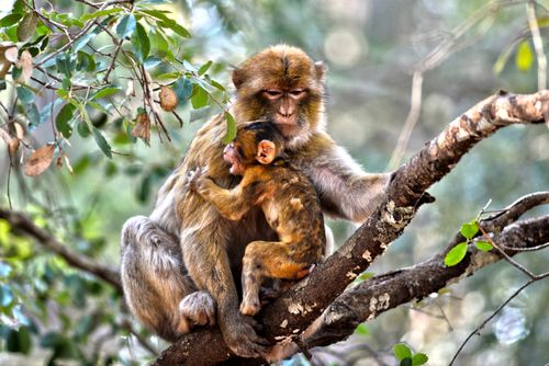 Free A mother Barbary macaque lovingly holding her baby in Ifrane, Morocco's dense forest. Stock Photo