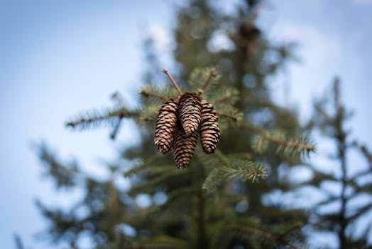 Detailed shot of pine cones hanging on an evergreen tree branch against the blue sky.