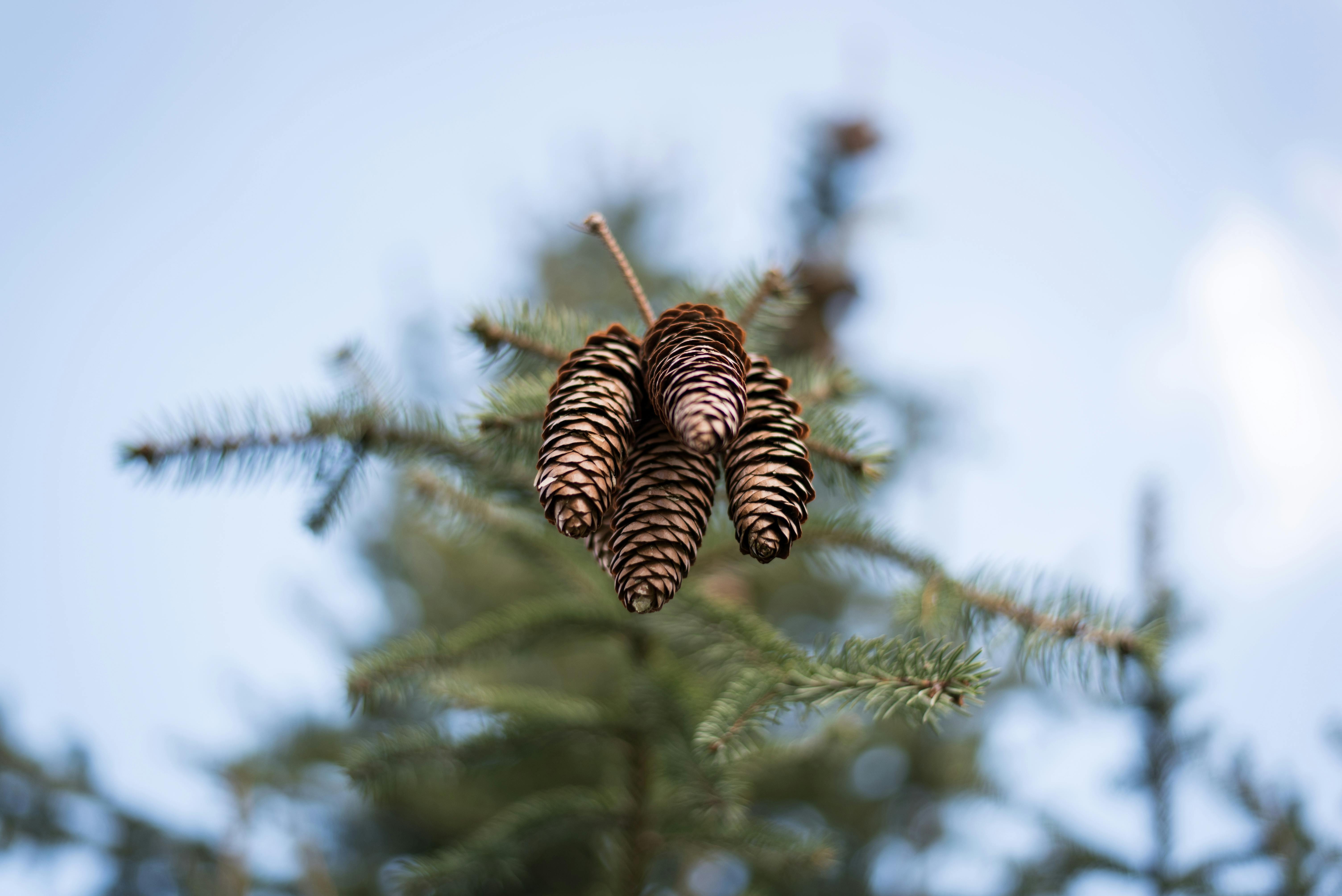 LiTS: A Modular Framework for LLM Tree Search