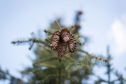 Image by Duc Tinh Ngo