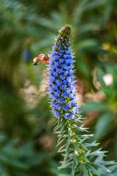 A butterfly pollinating a vivid blue flower in a lush green garden, showcasing spring beauty.