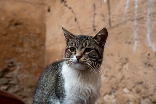 Free A street cat in Marrakesh captured against a rustic wall, symbolizing its urban environment. Stock Photo