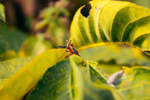Free Vibrant red beetle resting on lush green foliage under natural sunlight. Stock Photo