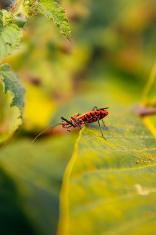 Free Detailed macro shot of a red bug on a green leaf with blurred background. Stock Photo