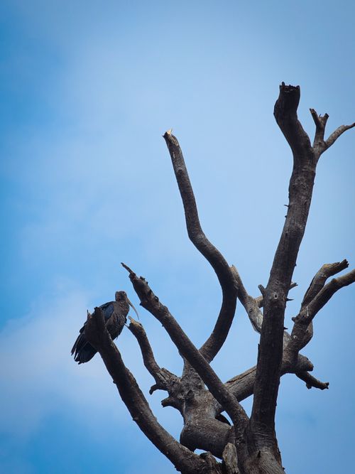 Free A lone ibis perches on a bare tree with a clear blue sky backdrop. Serene and natural. Stock Photo