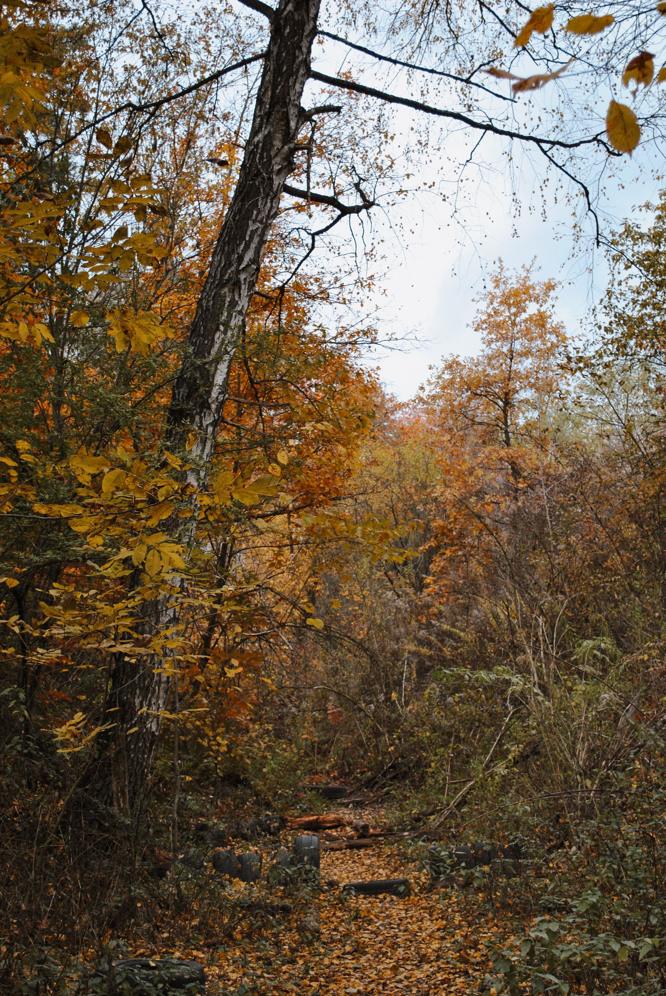 Serene Autumn Forest Path with Vibrant Foliage · Free Stock Photo