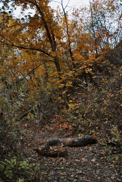 Free Calm forest trail with vibrant fall colors and fallen logs. Stock Photo