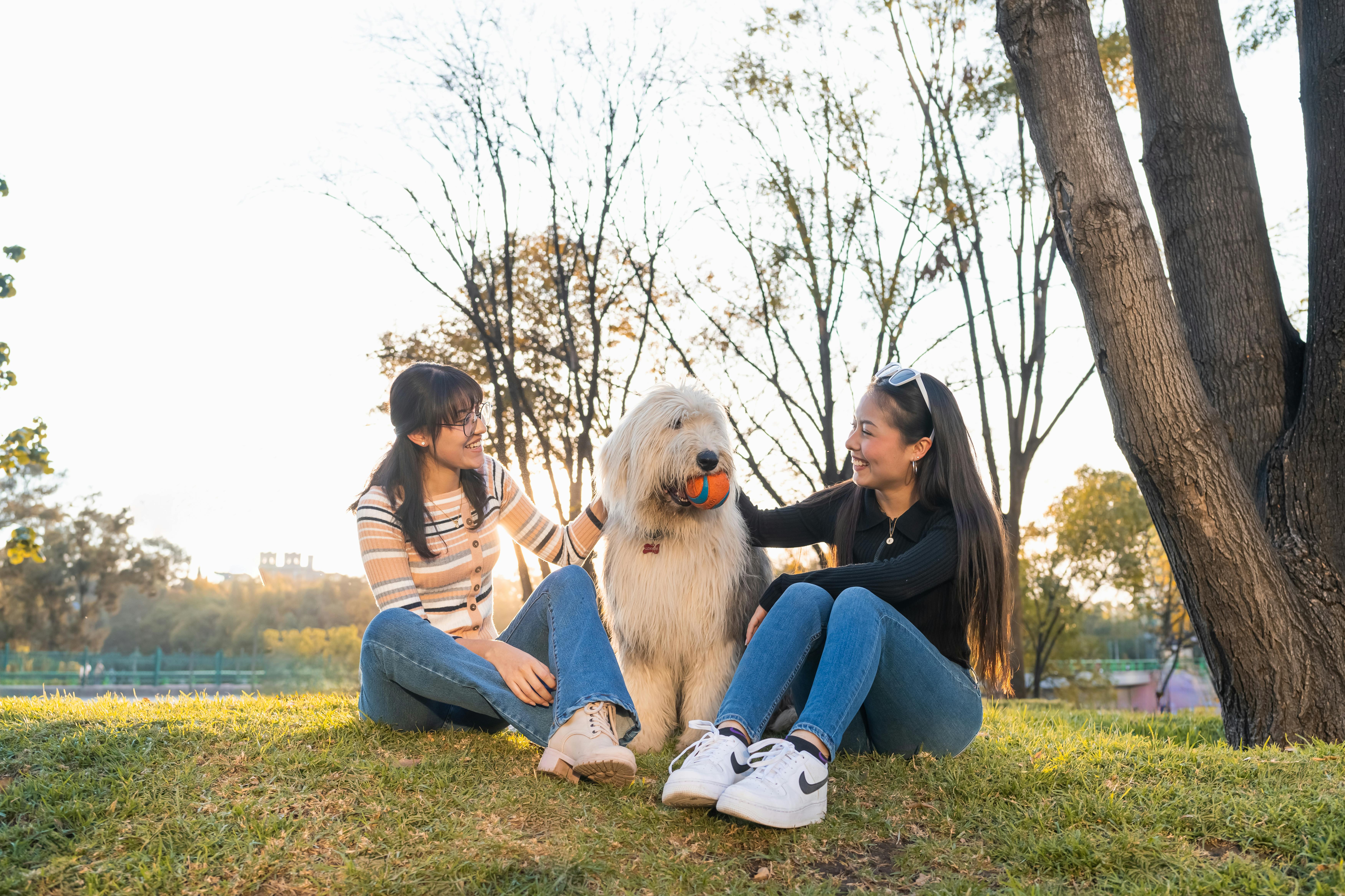 Old English Sheepdog: Grooming & Matting Pro Tips