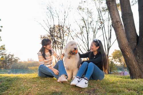 Free Two friends relaxing in a park with a fluffy dog, enjoying a sunny day outdoors. Stock Photo